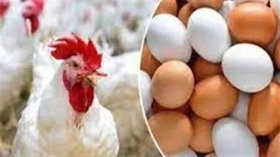 أسعار الفراخ اليوم الأحد 14-8-2022 في المنيا