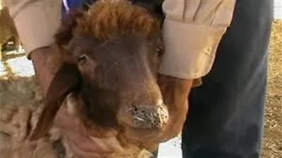 ماهو طاعون المجترات الصغيرة وأعراضه؟