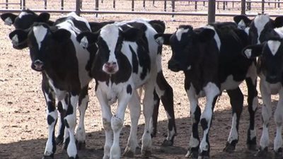 الزراعة: انتهينا من التأمين على 1.4 مليون رأس ماشية.. والعلاج مجانا (فيديو)