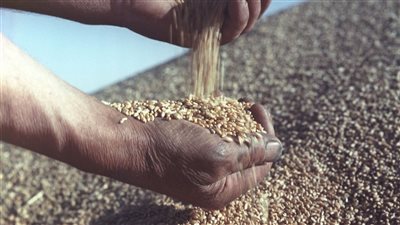 للدول المحتاجة.. أوكرانيا تفتح تصدير 