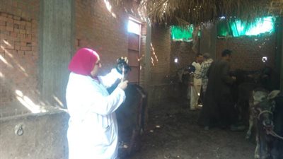 الزراعة: توفير 4 ملايين جرعة لقاح لتحصين المواشي ضد الحمى القلاعية (فيديو)