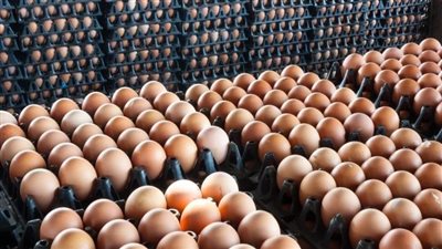  تبدأ من 58 جنيه.. أسعار البيض في مصر اليوم الخميس 28 يوليو 2022 