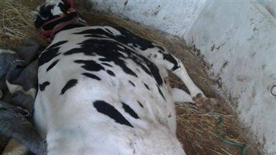 نفوق بقرة وإنقاذ ١٥ عقب اندلاع حريق في حظائر القابوطي ببورسعيد