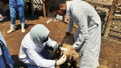 تحصين 200 ألف و227 رأس ماشية في الشرقية ضد الحمى القلاعية والوادي المتصدع 