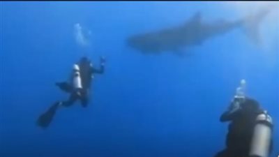 طوله 13 مترا ووزنه 30 طنا.. ظهور 