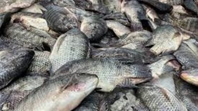 تعرف على أسعار الأسماك اليوم الثلاثاء 2 أغسطس 2022 في الدقهلية