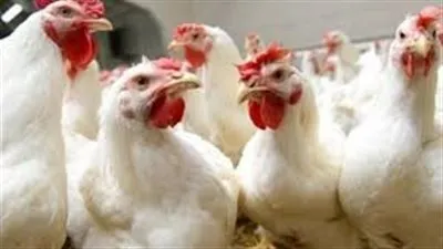 أسعار الدواجن اليوم الخميس بالبحر الأحمر 