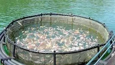 الثروة السمكية: ننتج 2 مليون طن سنويا.. 80% منهم استزراع (فيديو)