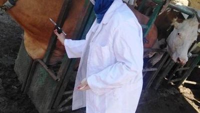 بيطري الشرقية يفحص 1072 رأس ماشية ضد البروسيلا و846 رأس ضد السل البقري