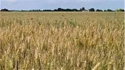 عاجل.الفاو اسعار القمح العالمية تنخفض 14.5% خلال يوليو 