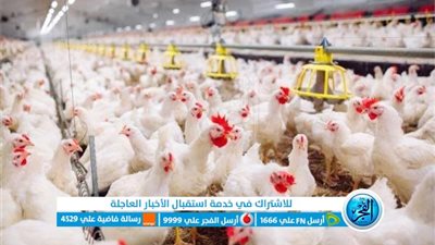 أسعار الدواجن اليوم الأربعاء 10-8-2022 بالبحر الأحمر