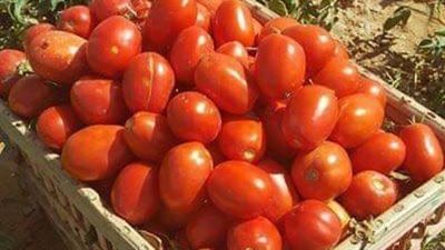 تعرف على أسعار الخضروات والفاكهة اليوم الاثنين في المنوفية