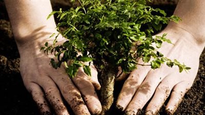 بحوث الصحراء: مبادرة 100 مليون شجرة تساهم في تحقيق الأمن الغذائي (فيديو)