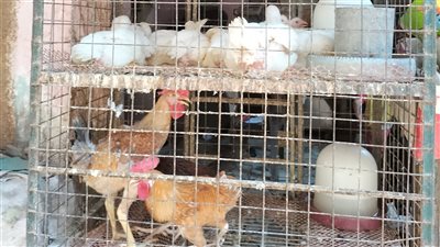 أسعار الدواجن والبيض اليوم الأربعاء 10 أغسطس في محافظة قنا