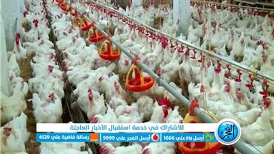 أسعار الدواجن والبيض اليوم الأربعاء 17-8-2022 بالدقهلية