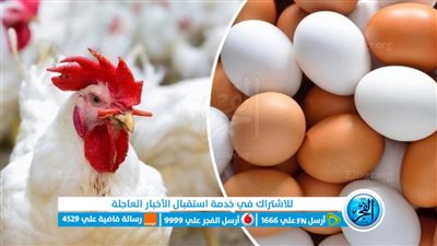أسعار الدواجن والبيض اليوم السبت 13-8-2022 بالدقهلية