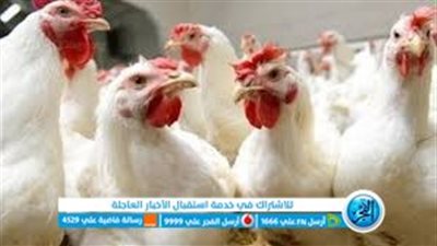 أسعار الدواجن والكتاكيت اليوم الجمعة 12 أغسطس 2022 في سوهاج