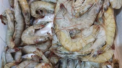 أسعار السمك اليوم الخميس 11/8/2022 محافظة المنوفية