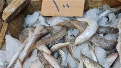 البلطي بـ15 جنيه..أسعار السمك اليوم السبت 13/8/2022 محافظة المنوفية