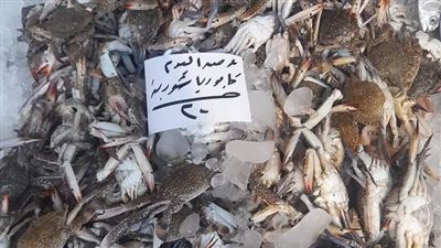 أسعار السمك اليوم الأحد 14/8/2022 محافظة المنوفية