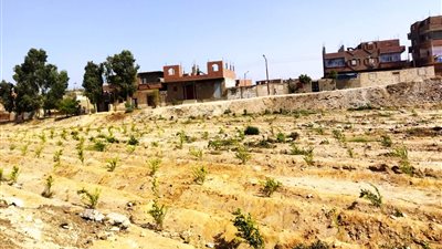  زراعة 6150 شجرة بمركز جهينة وتجهيز مساحة 5 أفدنة بسوهاج