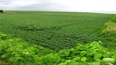 الزراعة: نعمل على تطوير القطاع.. وتلبية احتياجات المواطن (فيديو)