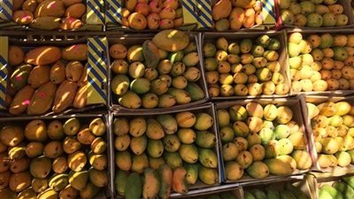 نائب الإسماعيلية: نجاح مهرجان المانجو بالمحافظة لم يكن متوقعا بهذا الشكل