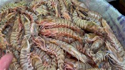 هل هناك مخاطر من تناول الجمبري الكداب.. القومي لعلوم البحار يُجيب (فيديو)