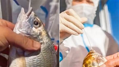 شاهد.. الصين تجري مسحات كورونا للأسماك