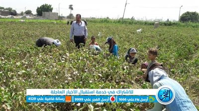 عاجل..سعر قنطار القطن يتجاوز 18 ألف جنيه لأول مرة في تاريخه