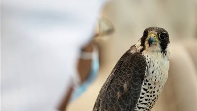 بيع ٣ صقور في انطلاقة المزاد الدولي لمزارع إنتاج الصقور