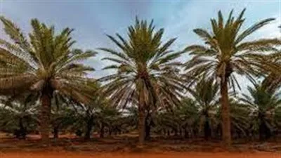 33 مليون نخلة تجعل السعودية الأولى عالميًا في تصدير التمور
