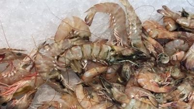 أستاذ طفيليات: 