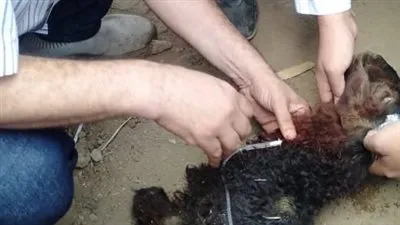 طب بيطري المنوفية تنظم قافلة بقرية العراقية مركز الشهداء