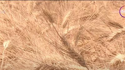 استشارى تنمية مستدامة يكشف أسباب انخفاض مؤشر أسعار الغذاء