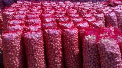 الحجر الزراعي: تصدير أول شحنة بصل مصري لباكستان اليوم (فيديو)