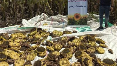 الهيئة الإنجيلية تحقق نجاحًا في نموذج الزراعة التعاقدية بصعيد مصر