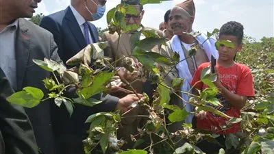 محافظ القليوبية يشهد جني محصول القطن بأحد حقول بنها 