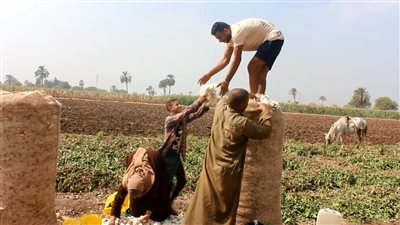 الآن.. تعرف على أسعار بيع القطن المصري اليوم 1 - 10 بعد إقامة المزادات