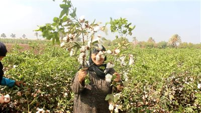 الآن.. آخر تفاصيل تطور سعر القطن بعدما تجاوز حاجز الـ12 ألف للقنطار