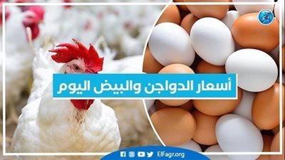 أسعار الدجاج اليوم الثلاثاء 20-9-2022 في المنيا