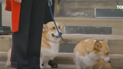 شاهد.. ظهور خاص لـ الكلاب المفضلة للملكة اليزابيث في جنازتها