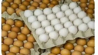 بورصة البيض المصري وأسعار الكرتونة للمستهلك المحلي