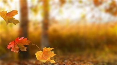 طقس الخريف.. اعتدال في الحرارة ومنخفضات موسمية