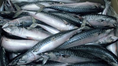 أسعار السمك في السوق المصرية اليوم 25 سبتمبر 2022