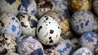 استشاري تغذية تكشف أهم فوائد بيض السمان (فيديو)