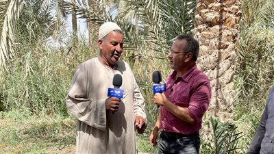 القرموطي من فوق النخلة يجري معايشة لأعمال موسم حصاد التمور