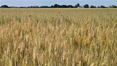 ارتفاع أسعار القمح خلال تعاملات اليوم الاثنين 