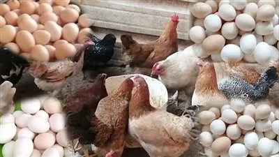  أسعار الدواجن والبيض اليوم الثلاثاء 4 أكتوبر2022
