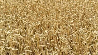 أسعار القمح المحلية والعالمية اليوم الثلاثاء 4 أكتوبر 2022